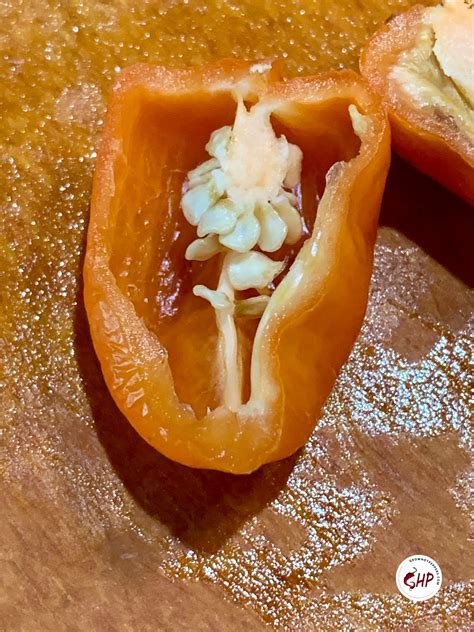 When To Pick Habaneros + 3 Best Ways To Store Peppers - Grow Hot Peppers