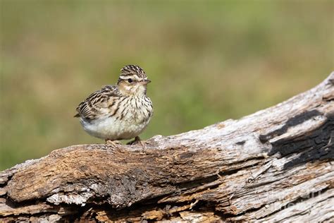 Woodlark Photograph by Dr P. Marazzi/science Photo Library - Fine Art ...