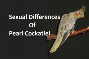 Pearl Cockatiel Food, Behave, Breeding, Lifespan & Care