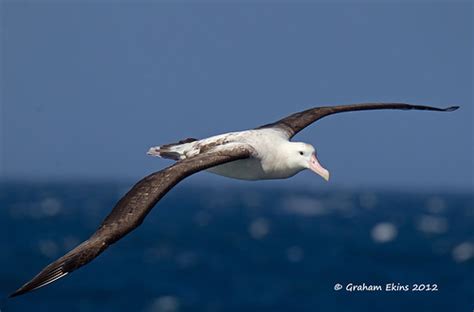 Tristan Albatross, adult, Diomedea dabbenena , IUCN Critic… | Flickr