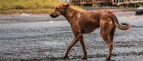 A matter of debate: Should stray dogs be fed in public places?