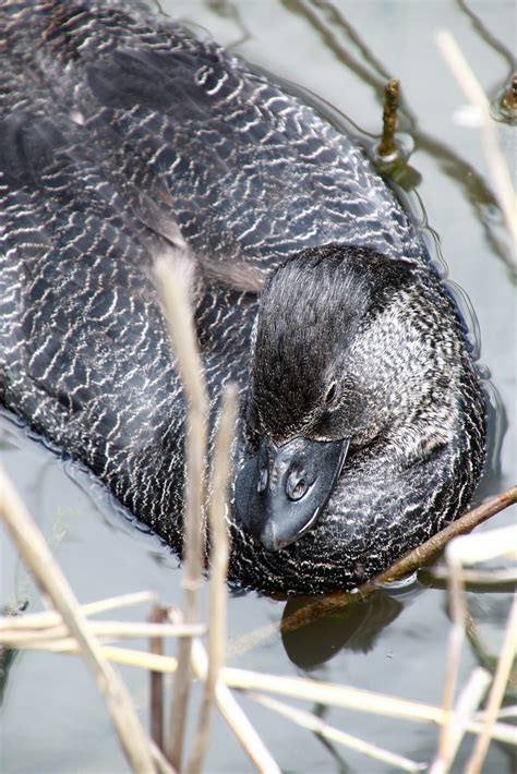 Male Musk Duck | 'The Musk Duck is the strangest-looking of … | Flickr