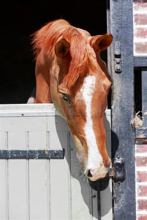 Chestnut Horse with a Large Head Markings in Head, Out in His St Stock Image - Image of elegance ...