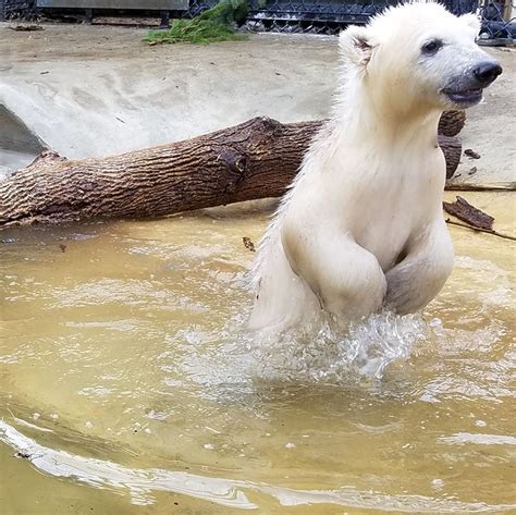 Polar bear cubs takeover the Columbus Zoo | WSYX