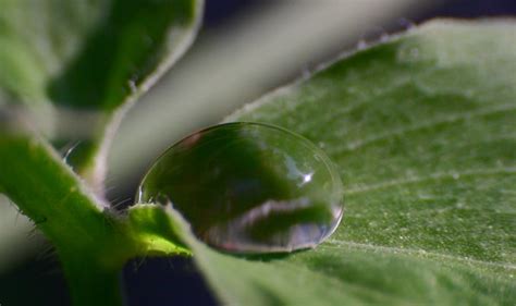 Macro | A water droplet on a leaf. | stuart anthony | Flickr