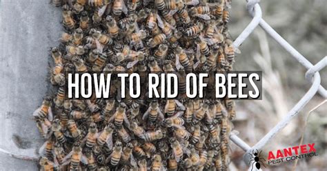 Tips on Getting Rid of Bees - Aantex