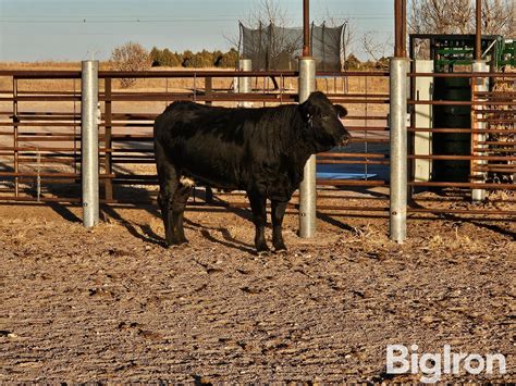 1) 3 YO OPEN REGISTERED BEEFMASTER COW BigIron Auctions