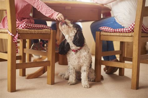 Should I Feed My Dog Table Scraps? - Sweet Carolina Doodles