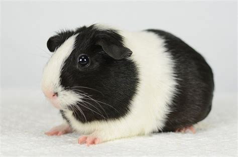 Black and white 5 month old guinea pig | in Lewes, East Sussex | Gumtree