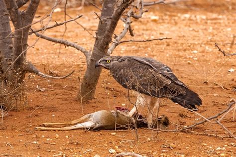 The greatest winged African predator, the martial eagle with a Dik-dik ...