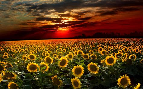 Golden Sunflowers at Sunset - HD Wallpaper