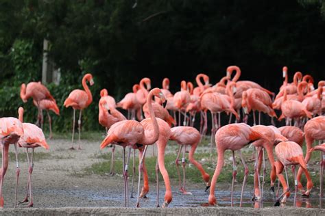 Flock Of Flamingo · Free Stock Photo