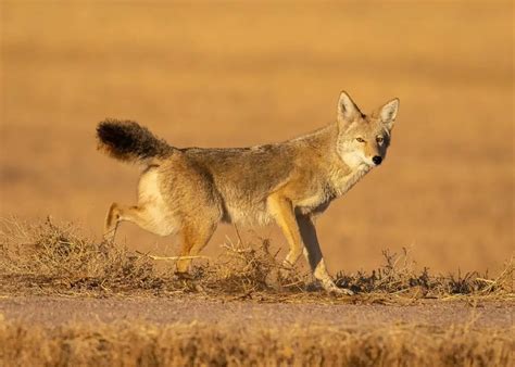 Coyote vs. Hyena - NatureNibble