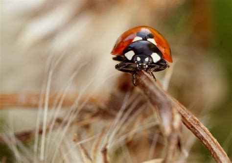 Free Images : nature, grass, fly, red, balance, ladybug, closeup, fauna, ladybird, invertebrate ...