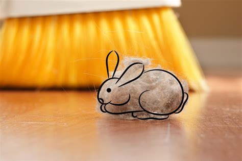 What Is a Dust Bunny?