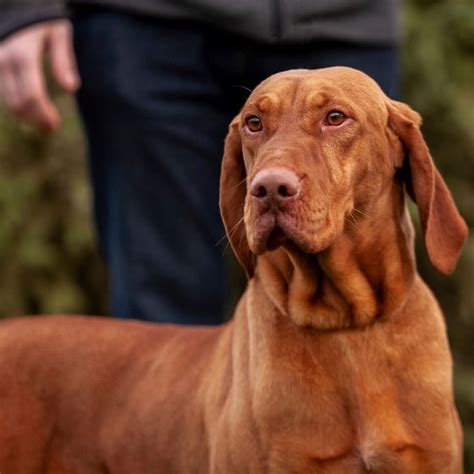 Hungarian Vizsla Dogs and Puppies for sale | NewDoggy.com