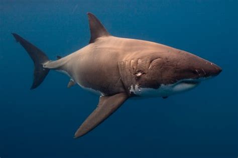 Carcharodon carcharias – Discover Fishes