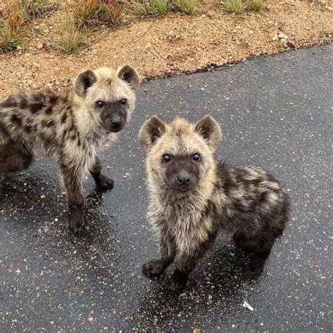 Hyena cubs : r/aww