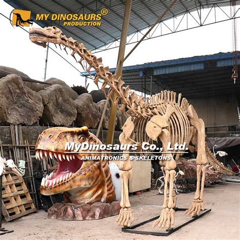 DS-083 Museum Quality Life-size Apatosaurus Skeleton for Sale | My Dinosaurs