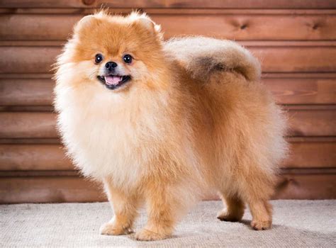 Pomeranian Mixes: 39 Different Pom Crossbreeds - K9 Web