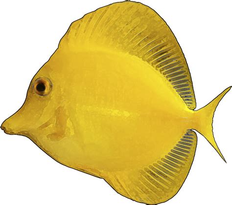 Yellow - Fish - Clip - Art - Transparent Background Yellow Fish Png ...