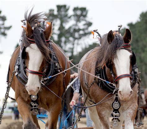 Free Images : farming, rein, bridle, horses, draft, sonyalpha, ploughing, plowing, drafthorses ...