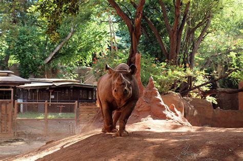 Honolulu Zoo - A 42-Acre Wildlife Sanctuary in Waikiki – Go Guides