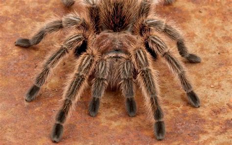 How long do Rose Hair Tarantulas live? - The Spider Blog