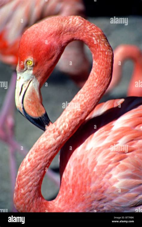 pink flamingo Nassau Bahamas Stock Photo - Alamy