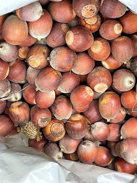 Bur Oak Acorns / Seeds quercus Macrocarpa White Oak Zone - Etsy