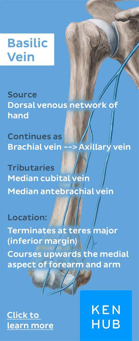 Basilic vein (With images) | Arteries anatomy, Medical knowledge, Vein facts