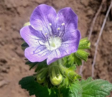 largeflower phacelia – I Love Griffith Park