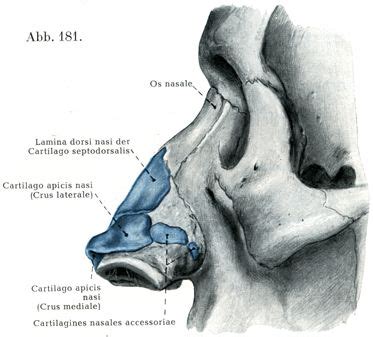 636 best forensic anatomy references-face images on Pinterest