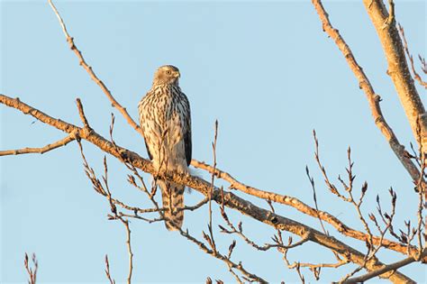 Juvenile Northern Goshawk Stock Photo - Download Image Now - iStock