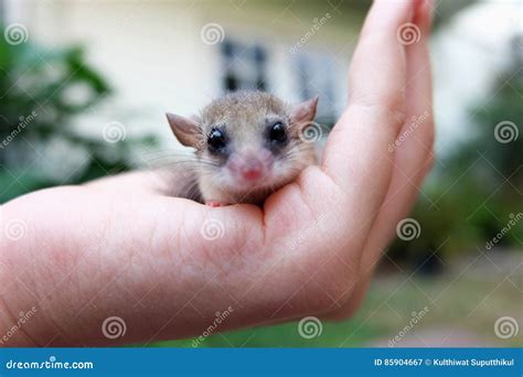 Dormouse stock image. Image of closeup, nature, fluffy - 85904667