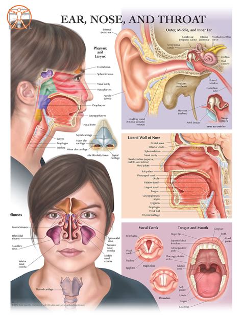 Nose And Throat Anatomy | ubicaciondepersonas.cdmx.gob.mx