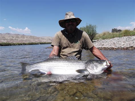 The one-of-a-kind Colorado River chain | Western Outdoor News