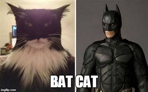 Batcat - Imgflip