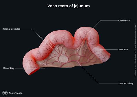 Jejunum and ileum | Encyclopedia | Anatomy.app | Learn anatomy | 3D ...