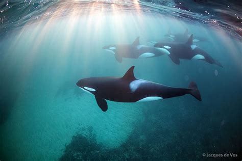 Image: Orca Sunset by Jacques de Vos :: Wetpixel.com