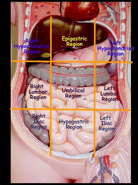 abdominopelvic regions and quadrants | Anatomía, Anatomía médica, Anatomia y fisiologia humana