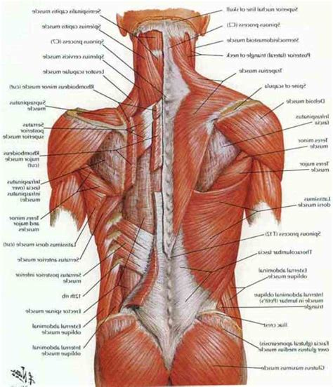 Lower Back Muscle Anatomy | MedicineBTG.com