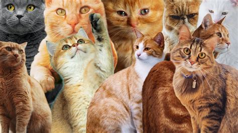 Funny Animal Backgrounds For Computers