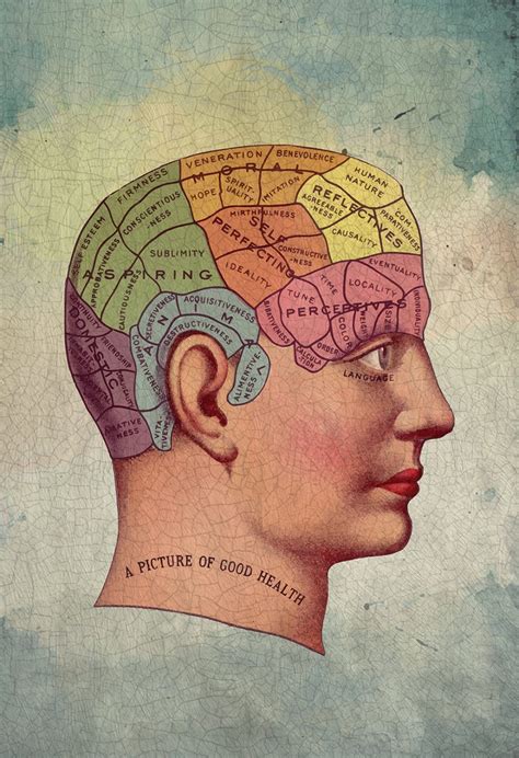 Brain Anatomy Poster Laminated Anatomical Chart Of Th - vrogue.co