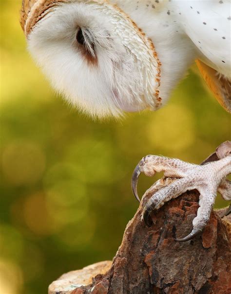 Great Horned Owl Talons