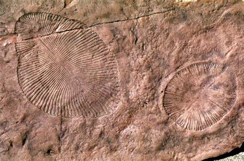 'Marine' Fossils May Instead Represent Early Land Dwellers | Science | AAAS