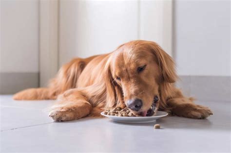 Top 5 Low-Carb Dog Foods: High Protein Diets - bestdogfood.com