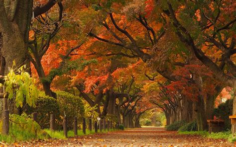 Nature Landscape Maple Leaves Trees Park Road Street Japan Tunnel Fall Wallpaper - Resolution ...