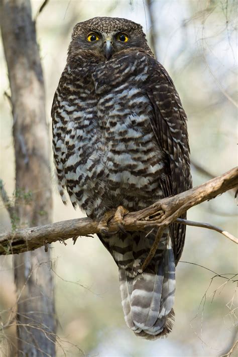 Powerful Owl - Friends of Venus Bay Peninsula