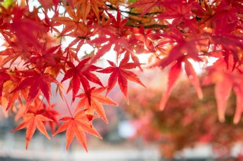 Premium Photo | Red maple leaves in garden